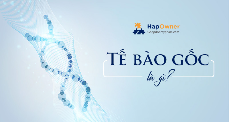 Tế bào gốc là gì?